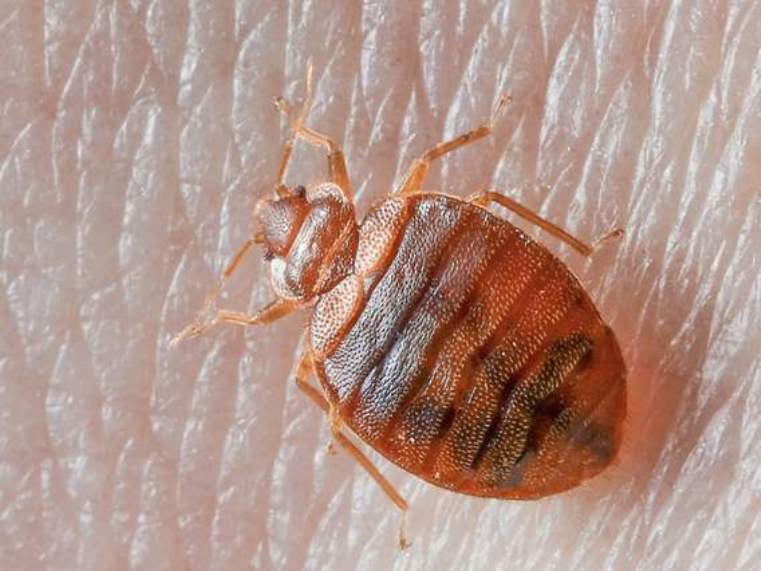 How do You Get Bed Bugs in the First Place?